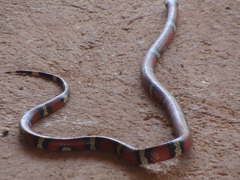 Lampropeltis polyzona