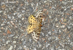 Arichanna melanaria