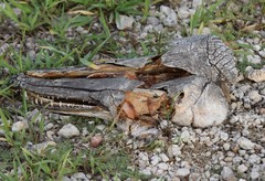 Atractosteus spatula