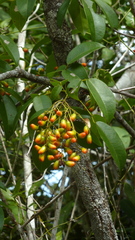 Rourea doniana