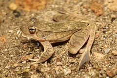 Dabie Mountain Brown Frog photo 4