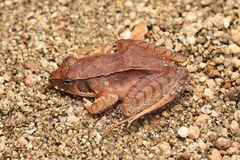 Dabie Mountain Brown Frog photo 5