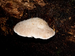 Postia lactea