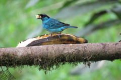 Chalcothraupis ruficervix