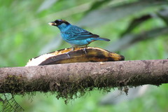 Chalcothraupis ruficervix