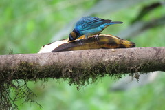 Chalcothraupis ruficervix