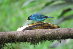 Chalcothraupis ruficervix