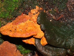 Rigidoporus laetus