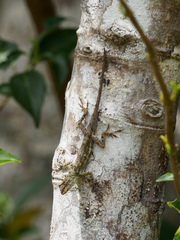 Anolis lemurinus