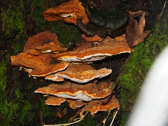 Rigidoporus laetus