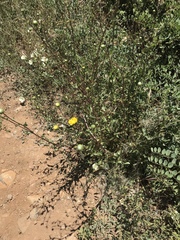 Grindelia hallii
