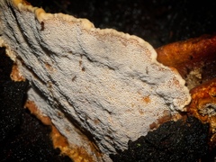 Rigidoporus laetus
