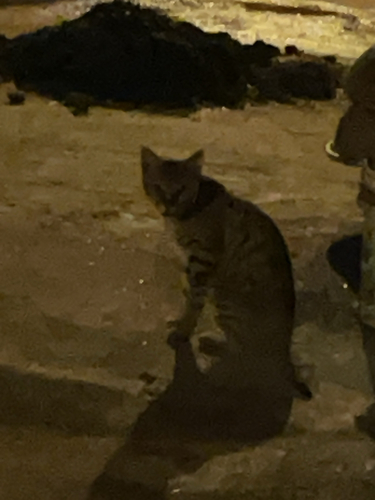 Domestic Cat