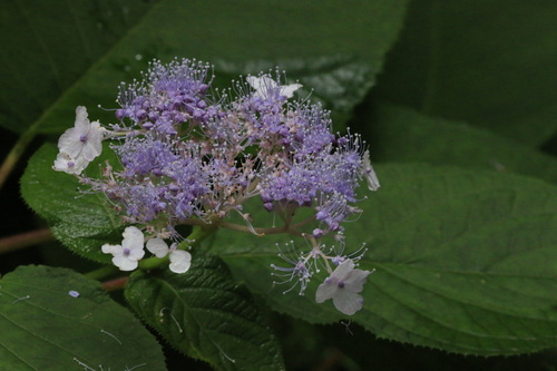 Hydrangea involucrata iNat (3)