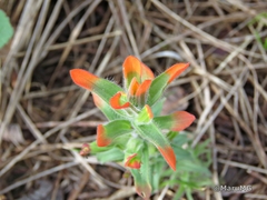 Castilleja glandulosa