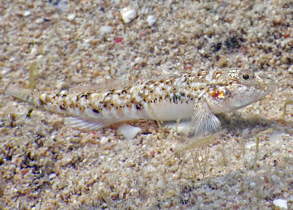 Hoese's silhouette goby (Silhouettea hoesei) — Gobiidae