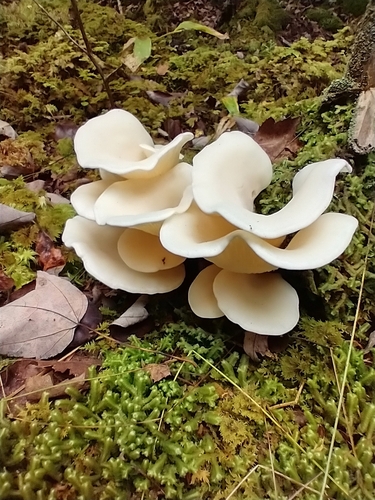 Pleurocybella porrigens — (c) Tom Norton, some rights reserved (CC BY)