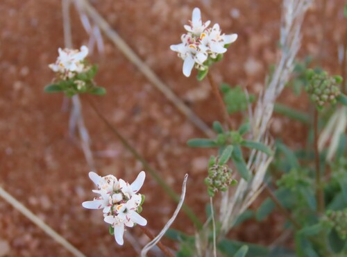 Image of Phyllopodium namaense by no rights reserved