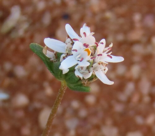 Image of Phyllopodium namaense by no rights reserved