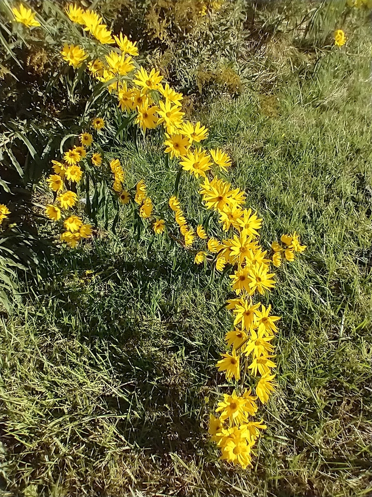 Helianthus maximiliani, Colchester, VT 05446, USA