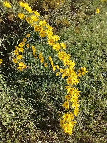 Maximilian sunflower (Helianthus maximiliani)