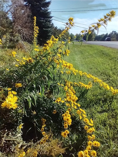 Helianthus maximiliani