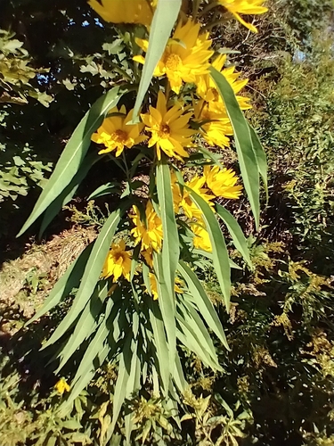 Helianthus maximiliani