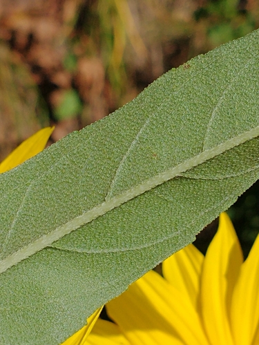 Helianthus maximiliani