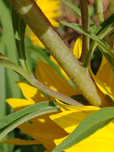 Helianthus maximiliani