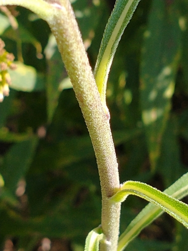 Helianthus maximiliani