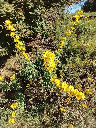 Helianthus maximiliani