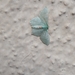 Hemitheini