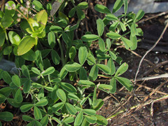 Indigofera trifoliata