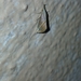 Hypeninae