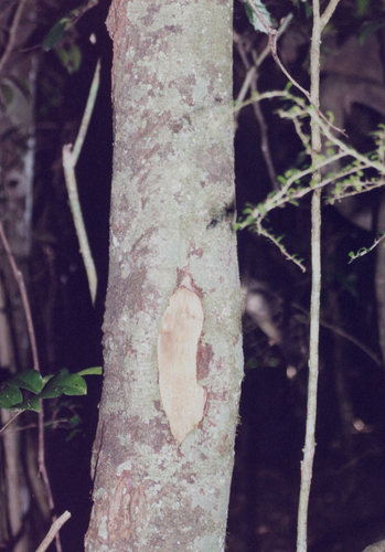 southern ochrosia (Ochrosia moorei)