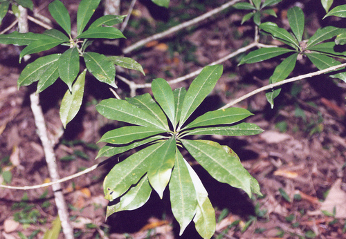 Ochrosia moorei