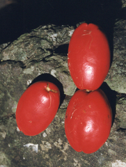 Ochrosia moorei, photograph (c) Lachlan Copeland, some rights reserved (CC BY-SA)
