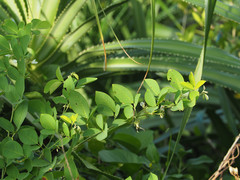 Dendrolobium umbellatum