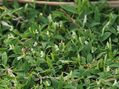 Thuarea involuta