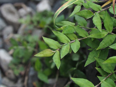 Thuarea involuta