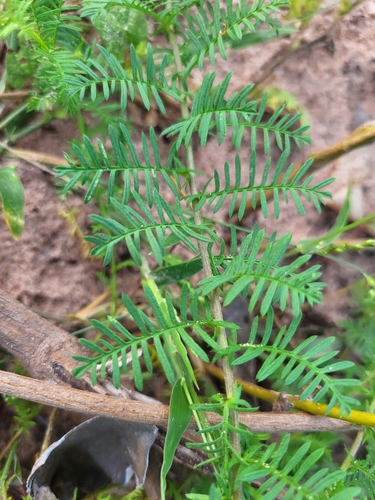 Xenostegia pinnata observed 2024-10-04