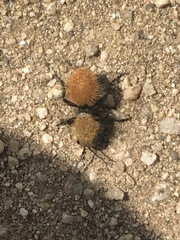 Dasymutilla californica