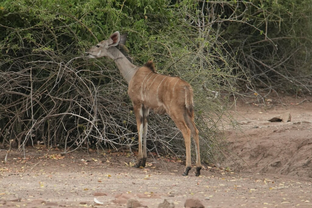 Tragelaphus strepsiceros strepsiceros, Chobe District, Botsuana, by Friedrich Rosian