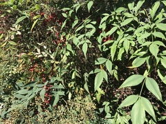 Nandina