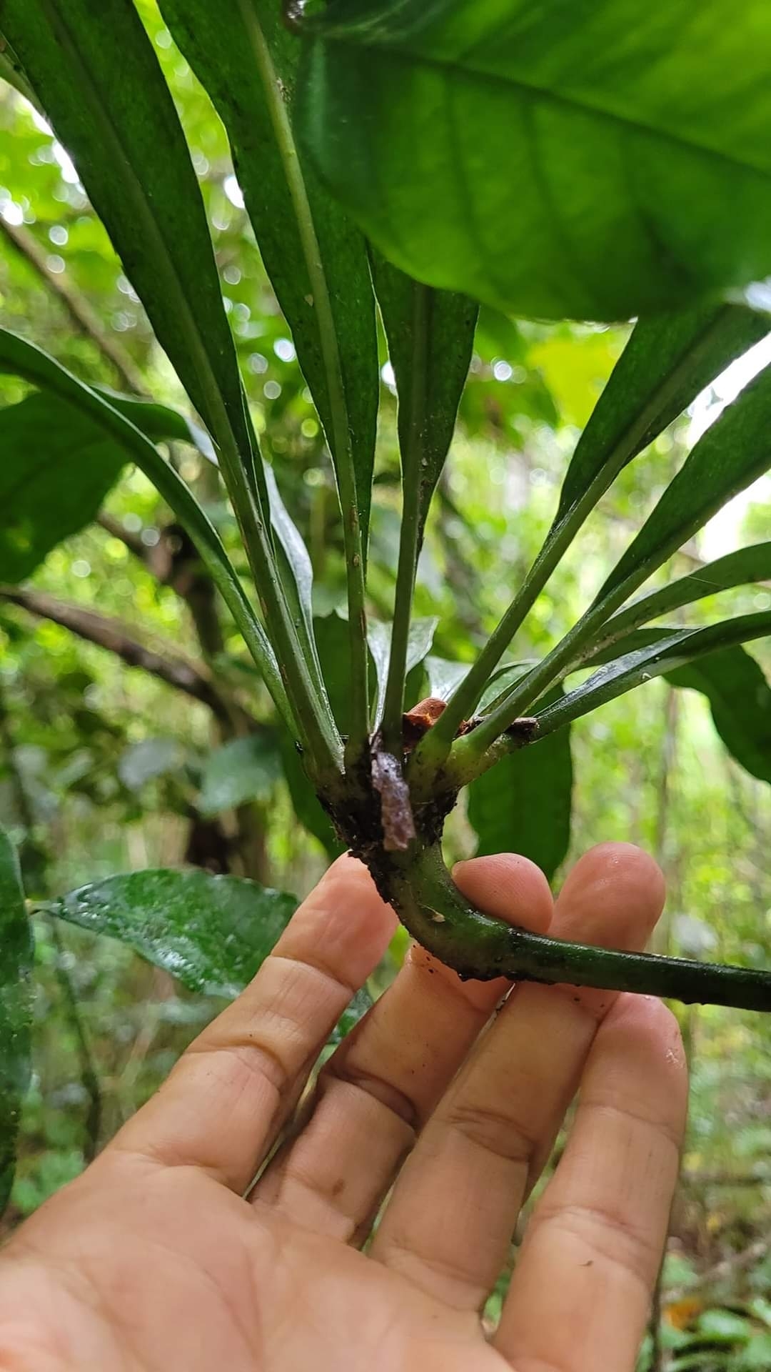 Anthurium pentaphyllum