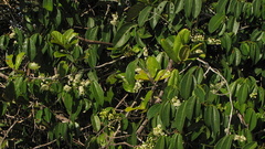 Rourea doniana