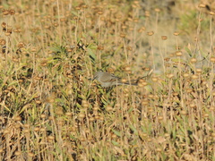 Leptasthenura aegithaloides