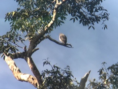 Rupornis magnirostris