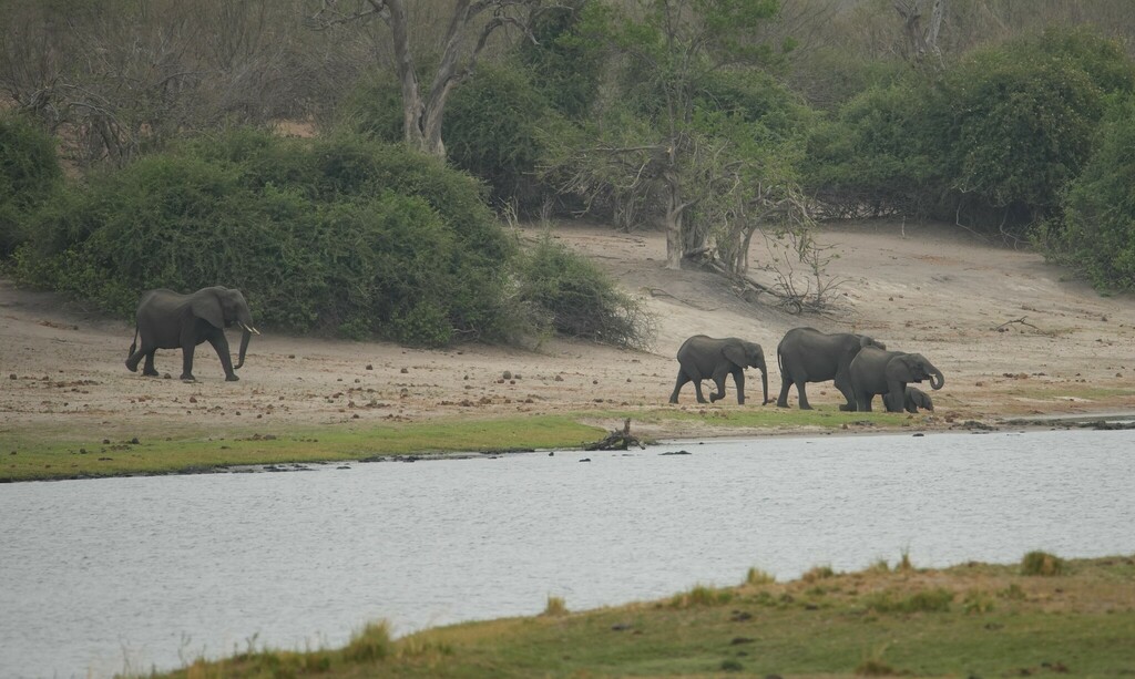 Loxodonta africana, , by Friedrich Rosian