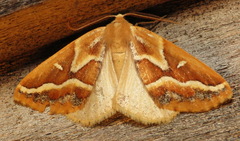 Caripeta angustiorata